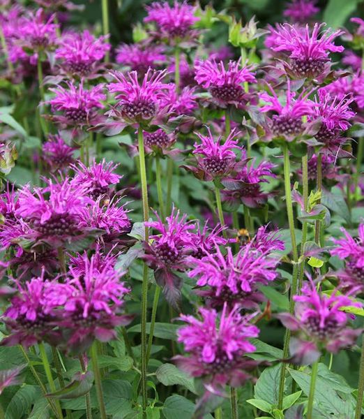 Monarda 'Scorpion'